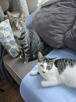 Domestic Short Hair Cats Available for Adoption in Anchorage, Alaska - Phantom And Turvy | PetCurious