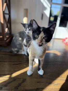 Rescue Domestic Short Hair Cats for Adoption in Plainfield, Illinois - Boba & Machta | PetCurious