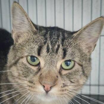 Tabby and Domestic Short Hair Cats Available for Adoption in Huntley, Illinois - Jeep | PetCurious