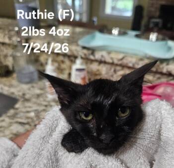 Ruthie -  Domestic Short Hair Cat for Adoption in Darien, Georgia - Ruthie | PetCurious