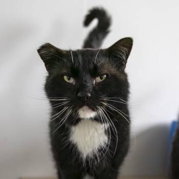 Domestic Short Hair Cats Available for Adoption - Phil | PetCurious