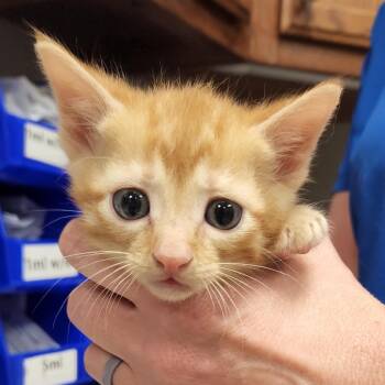 Topaz 060328U -  Domestic Short Hair Cat for Adoption in Tupelo, Mississippi - Topaz 060328U | PetCurious