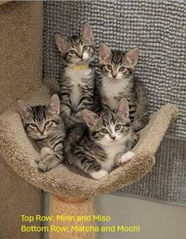 Matcha -  Domestic Short Hair Cat for Adoption in Cincinnati, Ohio - Matcha | PetCurious