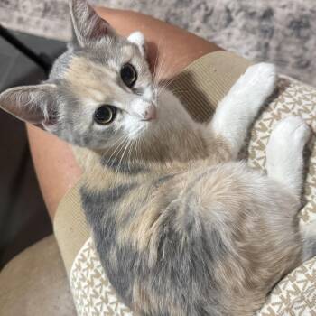 Susie Q -  Domestic Medium Hair Cat for Adoption in Liverpool, Texas - Susie Q | PetCurious