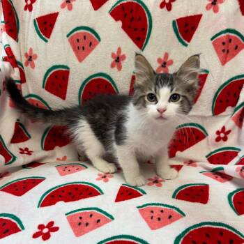 Grace 49197 -  Domestic Medium Hair Cat for Adoption in Kittanning, Pennsylvania - Grace 49197 | PetCurious