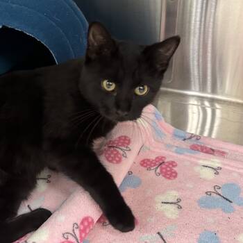 Rescue Domestic Short Hair Cats for Adoption in Milan, Pennsylvania - Bingle | PetCurious