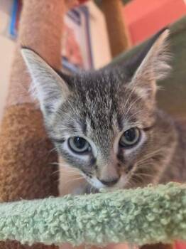 Ricky -  Domestic Short Hair Cat for Adoption in Scottsbluff, Nebraska - Ricky | PetCurious