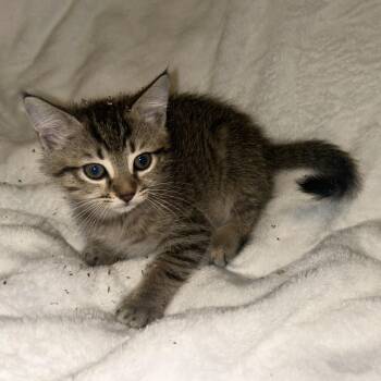 Kinsie -  Domestic Short Hair Cat for Adoption in Cumming, Georgia - Kinsie | PetCurious