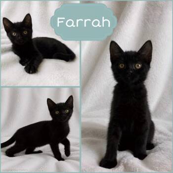 Farrah -  Domestic Short Hair Cat for Adoption in Oakley, California - Farrah | PetCurious