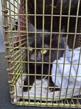 Domestic Short Hair Cats Available for Adoption in San Antonio, Texas - ROSE | PetCurious