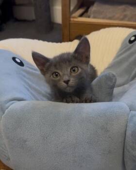 Ziti -  Domestic Short Hair Cat for Adoption in Edmond, Oklahoma - Ziti | PetCurious