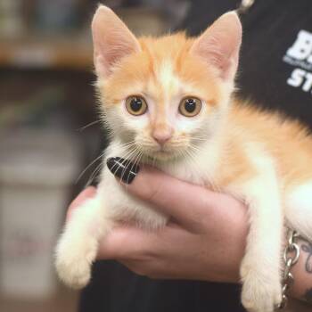 Ben Mears -  Domestic Short Hair Cat for Adoption in Belleville, Illinois - Ben Mears | PetCurious