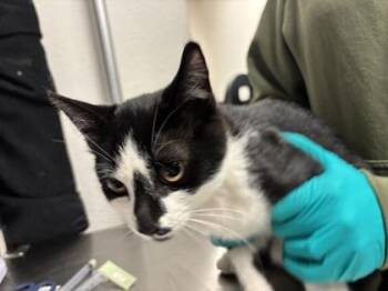 Kingston -  Domestic Short Hair Cat for Adoption in Bellevue, Washington - Kingston | PetCurious