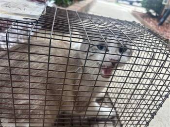 Domestic Short Hair Cats Available for Adoption in Houston, Texas - A654672 | PetCurious