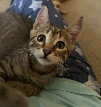 Waffles -  Tabby Cat for Adoption in Lambertville, New Jersey - Waffles | PetCurious