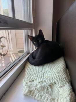 Parmesan -  Domestic Short Hair Cat for Adoption in Wilmington, North Carolina - Parmesan | PetCurious