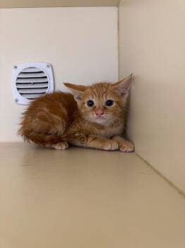 Java -  Domestic Short Hair Cat for Adoption in Bloomington, Indiana - Java | PetCurious
