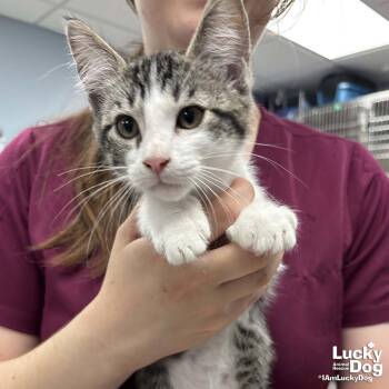 Domestic Short Hair and Tabby Cats Available for Adoption in Washington, District Of Columbia - Sandusky | PetCurious