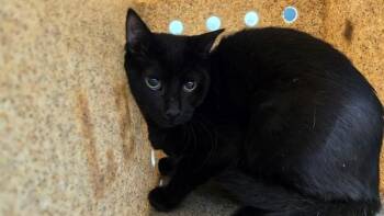 CASPER -  Domestic Short Hair Cat for Adoption in Thousand Palms, California - CASPER | PetCurious