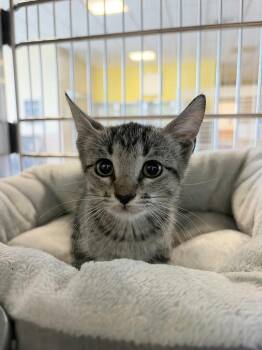 Ghost -  Domestic Short Hair Cat for Adoption in Rockwall, Texas - Ghost | PetCurious