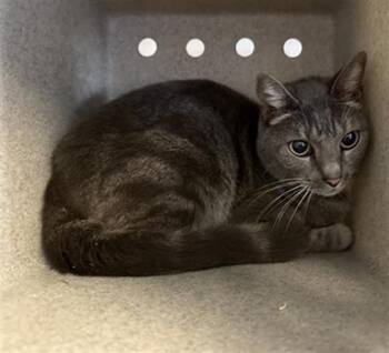 A886461 -  Domestic Short Hair Cat for Adoption in Camarillo, California - A886461 | PetCurious