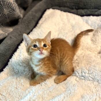 Domestic Short Hair Cats Available for Adoption in Fort Worth, Texas - Dan | PetCurious