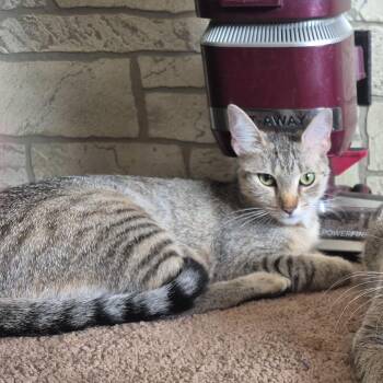 Leo -  American Shorthair Cat for Adoption in Rochester, Minnesota - Leo | PetCurious