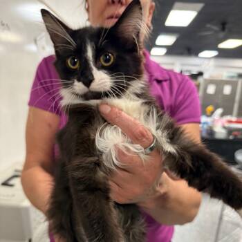 Loli -  Domestic Medium Hair Cat for Adoption in Fresno, California - Loli | PetCurious