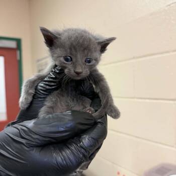 Kevin -  Domestic Short Hair Cat for Adoption in Reno, Nevada - Kevin | PetCurious