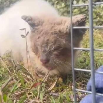 Simon -  Domestic Medium Hair Cat for Adoption in Titusville, Florida - Simon | PetCurious