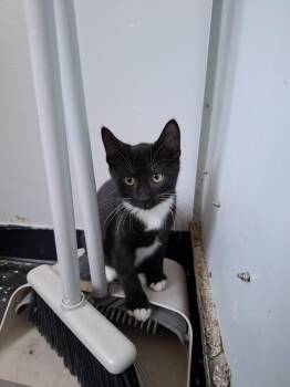 Tommy -  Domestic Short Hair Cat for Adoption in Lewisburg, Tennessee - Tommy | PetCurious