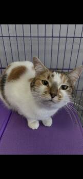 Calico and Tabby Cats Available for Adoption - Mama | PetCurious