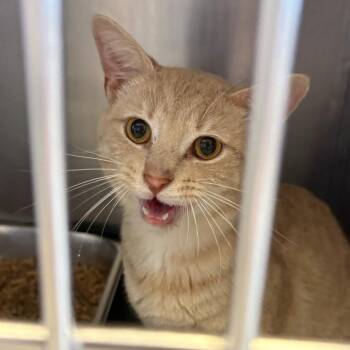 Crab Rangoon -  Domestic Short Hair Cat for Adoption in Gloucester, Virginia - Crab Rangoon | PetCurious