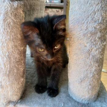 Cabbage -  Domestic Short Hair Cat for Adoption in Buffalo, Minnesota - Cabbage | PetCurious