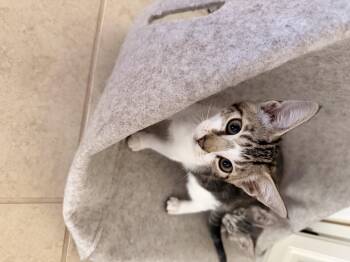 Tinker -  Domestic Short Hair Cat for Adoption in Diamond Springs, California - Tinker | PetCurious