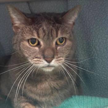 Nina -  Domestic Short Hair Cat for Adoption in Walker, Michigan - Nina | PetCurious