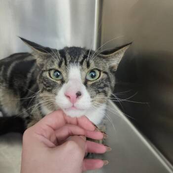 Pot Roast -  Domestic Short Hair Cat for Adoption in Wantagh, New York - Pot Roast | PetCurious
