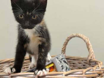 Stella -  Domestic Short Hair Cat for Adoption in Wading River, New York - Stella | PetCurious