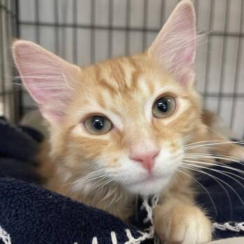 Etienne -  Domestic Short Hair Cat for Adoption in Walden, New York - Etienne | PetCurious