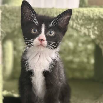Ontario -  Domestic Short Hair Cat for Adoption in Pontiac, Michigan - Ontario | PetCurious