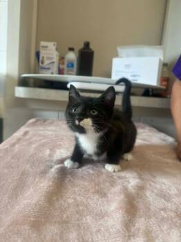 Creepers -  Domestic Short Hair Cat for Adoption in Marion, Ohio - Creepers | PetCurious