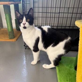 Lenny -  Domestic Short Hair Cat for Adoption in Houston, Texas - Lenny | PetCurious