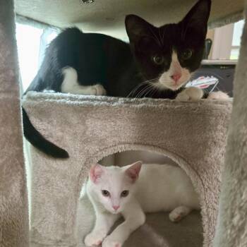 Rescue Tuxedo and Domestic Short Hair Cats for Adoption in Bethel, Connecticut - Milk & Oreo | PetCurious