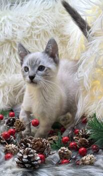 Rescue Siamese Cats for Adoption in San Diego, California - Sewie | PetCurious