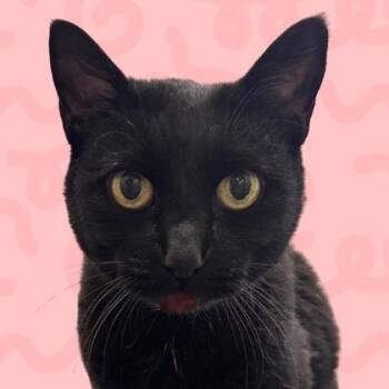 Vanessa -  Domestic Medium Hair Cat for Adoption in Reno, Nevada - Vanessa | PetCurious
