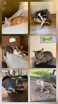 Courtesy Post -  Domestic Short Hair Cat for Adoption in Medfield, Massachusetts - Courtesy Post | PetCurious