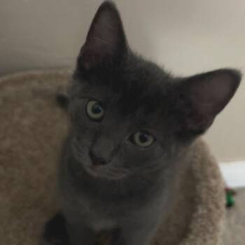 Rescue Russian Blue Cats for Adoption in Santa Ana, California - Luna | PetCurious