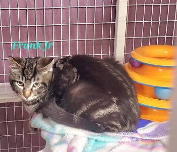 Domestic Short Hair Cats Available for Adoption - Frank Jr. | PetCurious