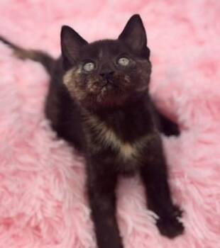 Butterfree -  Tortoiseshell Cat for Adoption in Covington, Louisiana - Butterfree | PetCurious