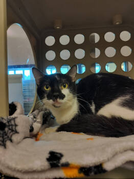 Rescue Domestic Short Hair Cats for Adoption in Irving, Texas - Tiramisu | PetCurious